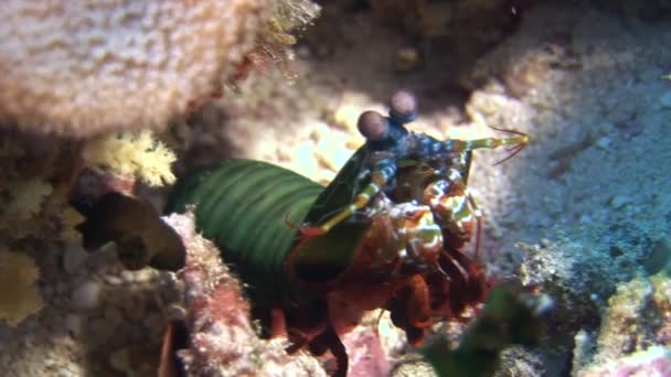 Langoust spiny lobster on background colorful corals underwater on bottom sea. — Stock Video