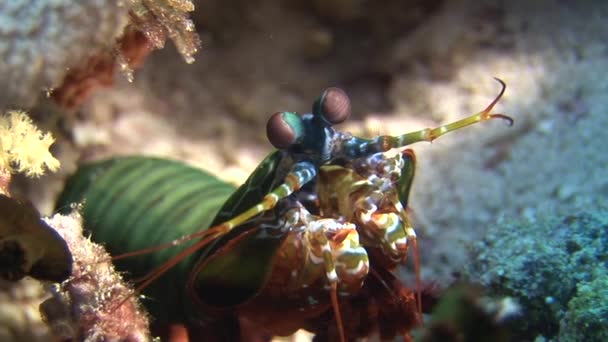 Langoust homard épineux à la recherche de nourriture sur fond sous-marin sur fond marin . — Video