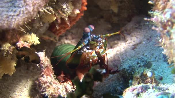 Langoust spiny lobster on background colorful corals underwater on bottom sea. — Stock Video