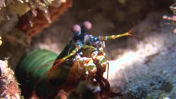 Langoust spiny lobster in search of food on background underwater on bottom sea. — Stock Video