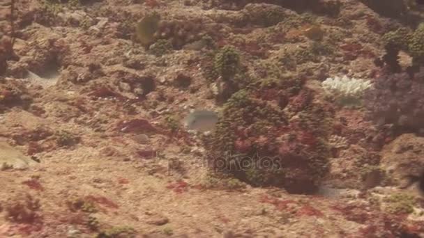 Escola de peixes no fundo de fundo de fundo arenoso em água limpa de Maldivas . — Vídeo de Stock