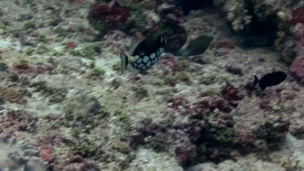 Ecole de poissons sur fond de fond sablonneux dans l'eau claire et propre des Maldives . — Video
