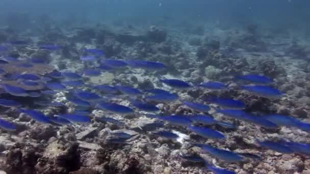 Escola de peixes azuis no fundo corais coloridos subaquático no mar de Maldivas . — Vídeo de Stock