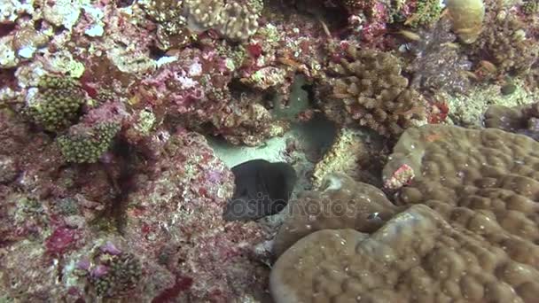 Zwarte moray op achtergrond van zanderige bodem in schone heldere water van de Maldiven. — Stockvideo