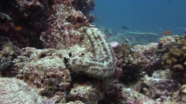 Zee komkommer op achtergrond van zanderige bodem in schone heldere water van de Maldiven. — Stockvideo