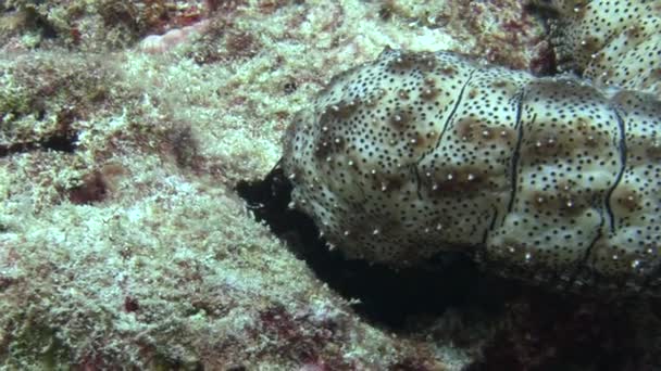 Pepino de mar em fundo de fundo de fundo arenoso em água limpa clara de Maldivas . — Vídeo de Stock