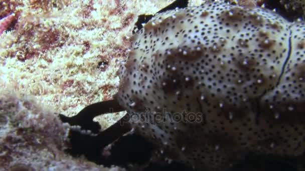 Zee komkommer op achtergrond van zanderige bodem in schone heldere water van de Maldiven. — Stockvideo