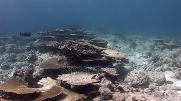 Fondali marini sui coralli di fondo sottomarini in mare delle Maldive . — Video Stock