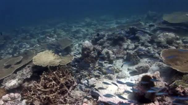 School van gestreepte vissen op achtergrond koralen onderwater in de zee van de Malediven. — Stockvideo