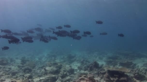 Szkoła czarnych ryb na tle dna morskiego pod wodą w Malediwy. — Wideo stockowe