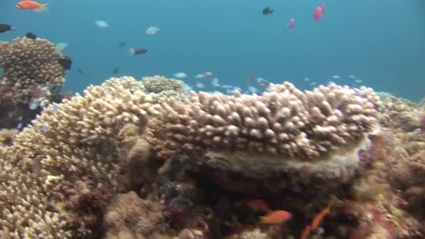 Schwarm bunter Fische auf Korallen unter Wasser im Maledivenmeer. — Stockvideo