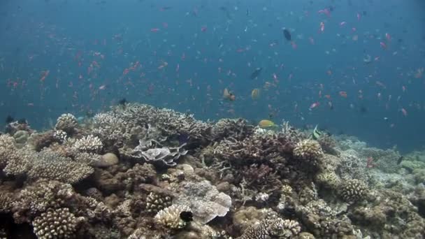 Escola de peixes no fundo corais coloridos subaquático no mar de Maldivas . — Vídeo de Stock