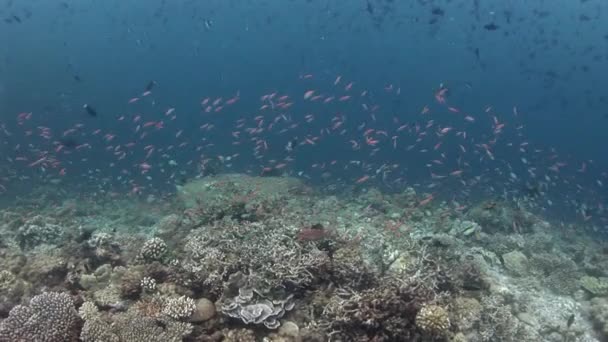 몰디브 바다에서에서 배경 산호 수 중에 다채로운 물고기의 학교. — 비디오