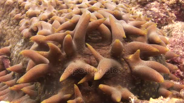 Seegurken-Trepang auf dem Grund des Meeresbodens im klaren Wasser der Malediven. — Stockvideo