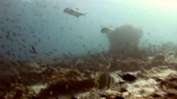 Escuela de peces de colores sobre corales de fondo bajo el agua en el mar de Maldivas . — Vídeos de Stock