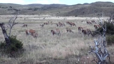 Çok lama egzotik memeli vahşi hayvan Patagonya Andes Dağları.