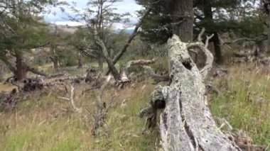 Dağ gölü ağaçları ve orman Patagonya'arka planda görülür.