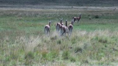 Çok lama egzotik memeli vahşi hayvan Patagonya Andes Dağları.