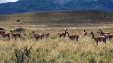 Çok lama egzotik memeli vahşi hayvan Patagonya Andes Dağları.
