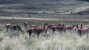Çok lama egzotik memeli vahşi hayvan Patagonya Andes Dağları.