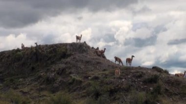 Çok lama egzotik memeli vahşi hayvan Patagonya Andes Dağları.