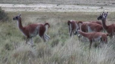 Çok lama egzotik memeli vahşi hayvan Patagonya Andes Dağları.