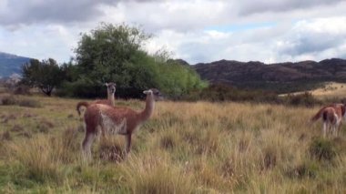 Çok lama egzotik memeli vahşi hayvan Patagonya Andes Dağları.