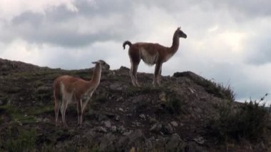 Çok lama egzotik memeli vahşi hayvan Patagonya Andes Dağları.