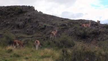Çok lama egzotik memeli vahşi hayvan Patagonya Andes Dağları.