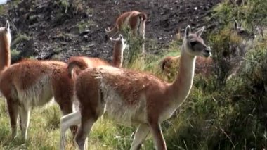 Çok lama egzotik memeli vahşi hayvan Patagonya Andes Dağları.