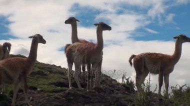Çok egzotik memeli vahşi hayvan Patagonya Andes Dağları.