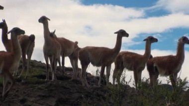 Çok lama egzotik memeli vahşi hayvan Patagonya Andes Dağları.