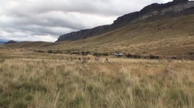 Çok lama egzotik memeli vahşi hayvan Patagonya Andes Dağları.