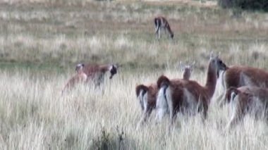 Çok egzotik memeli vahşi hayvan Patagonya Andes Dağları.