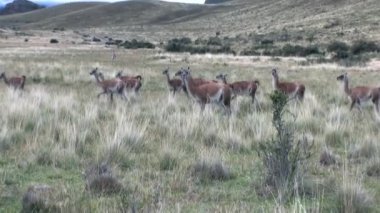 Çok egzotik memeli vahşi hayvan Patagonya Andes Dağları.