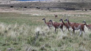 Çok lama egzotik memeli vahşi hayvan Patagonya Andes Dağları.
