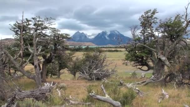 Mountain lake is seen in background through trees and forest in Patagonia. — Stock Video