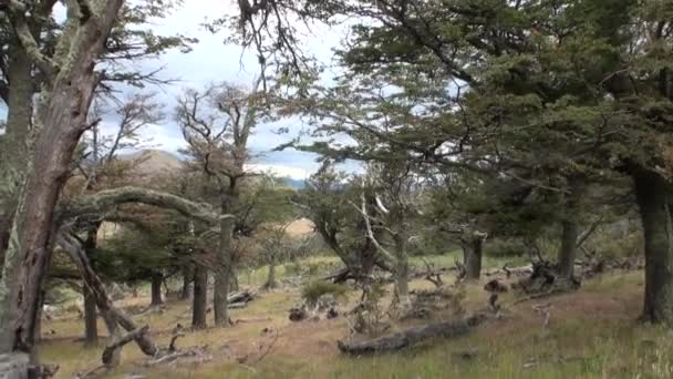 Mountain lake is seen in background through trees and forest in Patagonia. — Stock Video
