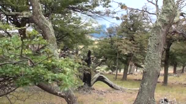 Jezioro jest widoczne w tle poprzez drzew i lasu w Patagonii. — Wideo stockowe