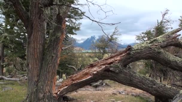 Гірське озеро розглядається у фоновому режимі через дерева та лісу в Патагонії. — стокове відео
