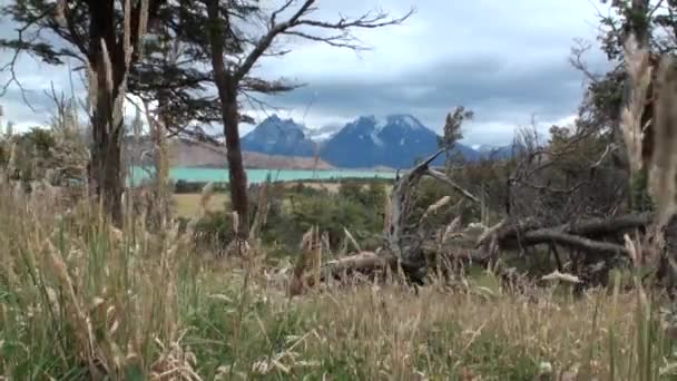 Zasněžené hory na pozadí stromů a rostlin na pobřeží oceánu v Antarktidě. — Stock video