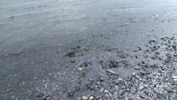 Água limpa de montanha em Patagônia Argentina . — Vídeo de Stock