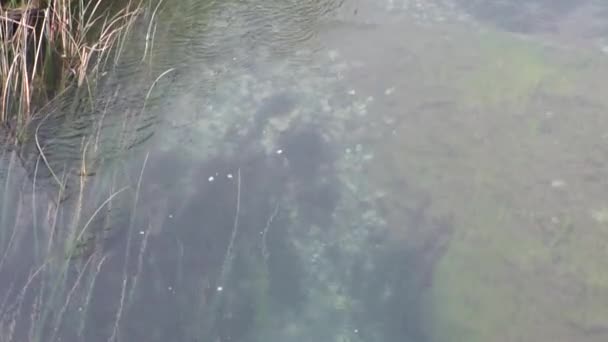 Спокійна чиста вода у гірській річці відпочити в Патагонії, Аргентина. — стокове відео