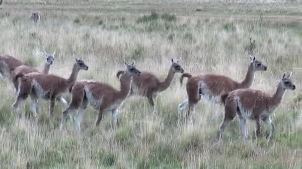 Guanaco lama exotische zoogdieren wilde dieren in de bergen van de Andes van Patagonië. — Stockvideo