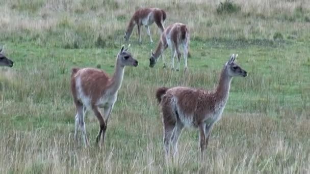 Çok lama egzotik memeli vahşi hayvan Patagonya Andes Dağları. — Stok video