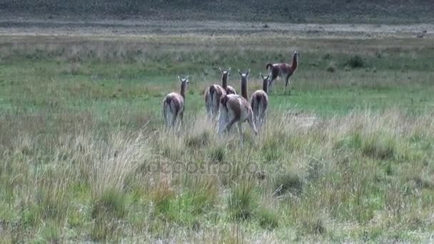 Guanaco lama mammifère exotique animal sauvage dans les Andes montagnes de Patagonie . — Video