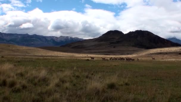 Guanaco lama animal salvaje mamífero exótico en los Andes montañas de la Patagonia . — Vídeos de Stock