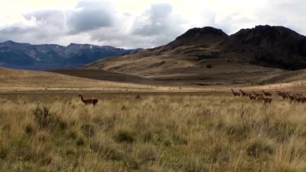 Çok lama egzotik memeli vahşi hayvan Patagonya Andes Dağları. — Stok video