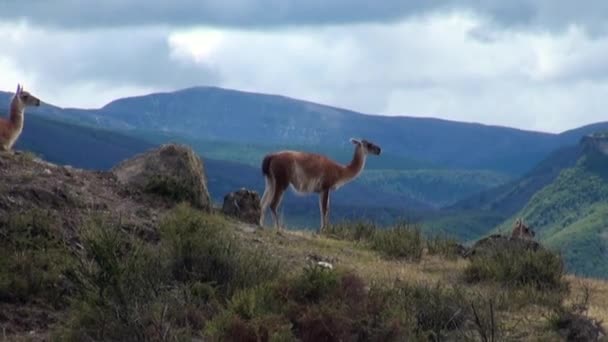 Guanaco lama animal salvaje mamífero exótico en los Andes montañas de la Patagonia . — Vídeos de Stock