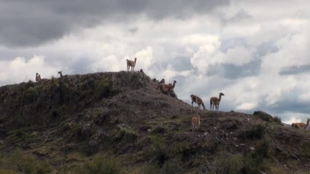 Guanaco lama exotic mammal wild animal in Andes mountains of Patagonia. — Stock Video